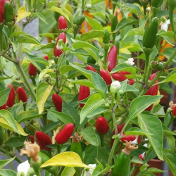 Jindungo 10 seeds